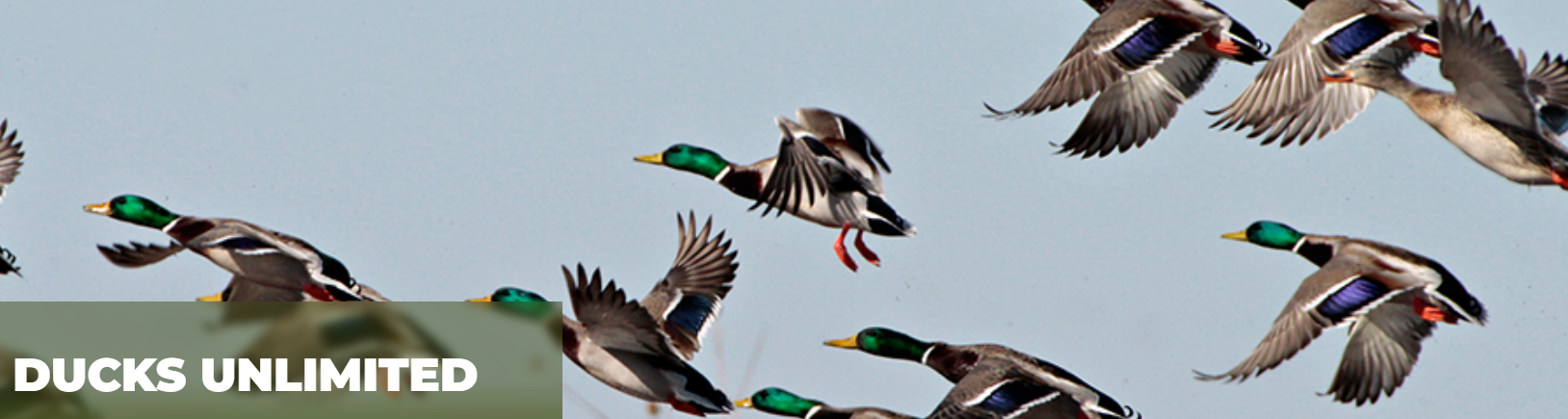 Ducks Unlimited