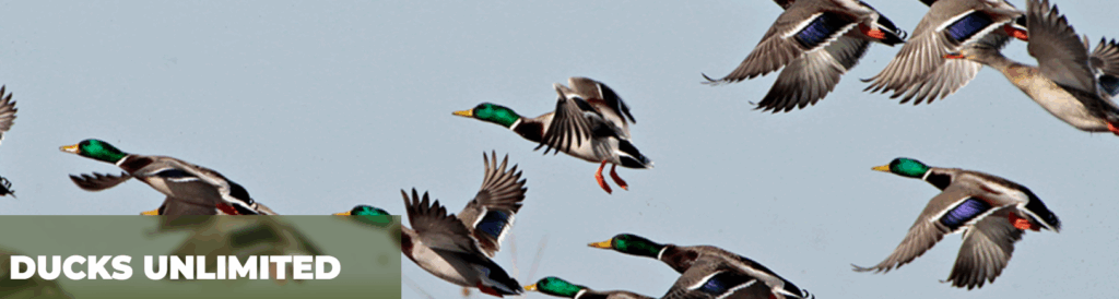 Ducks Unlimited